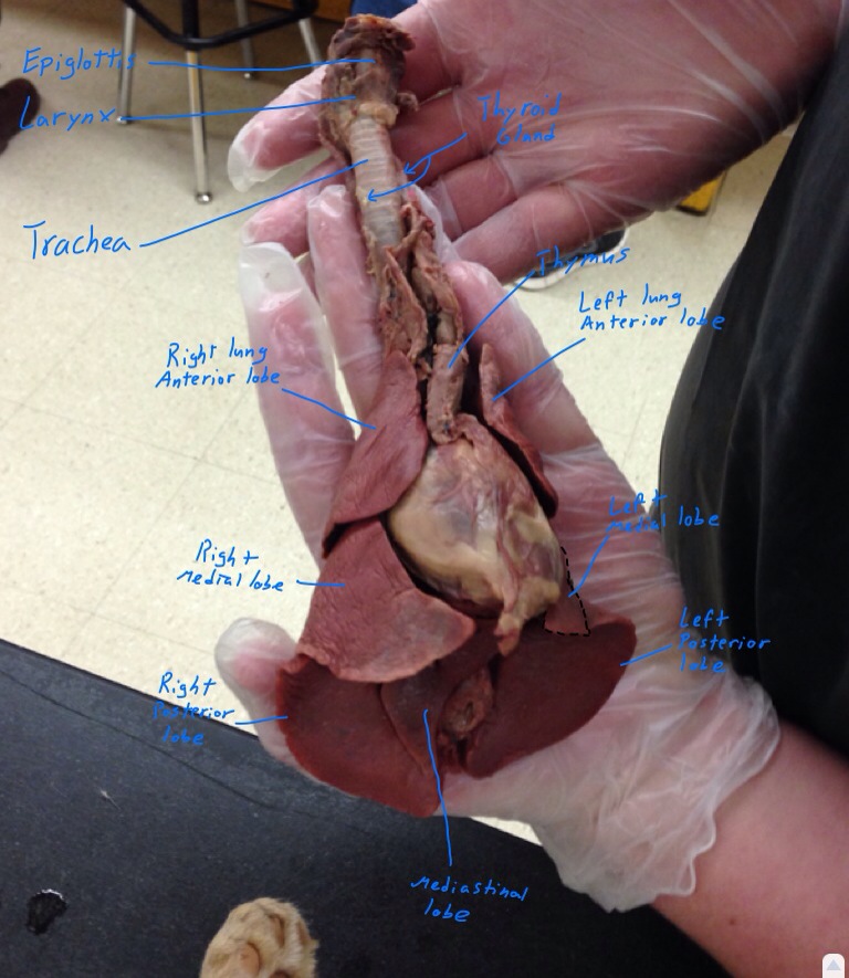 Lung Heart Dissection Pt 2  U2013 Steveclarkecat